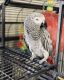 African Grey Birds for sale in 42803 38th St W, Lancaster, CA 93536, USA. price: NA