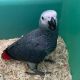 African Grey Birds for sale in Provo, UT, USA. price: NA