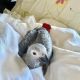 African Grey Birds for sale in Provo, UT, USA. price: $700