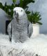 African Grey Birds for sale in Dalton, OH 44618, USA. price: NA