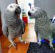 African Grey Birds for sale in California City, CA, USA. price: $450