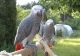 African Grey Birds for sale in Trodden Path, Lexington, MA 02421, USA. price: NA