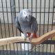 African Grey Birds for sale in San Antonio, TX, USA. price: NA