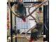 African Grey Birds for sale in 55106 Co Rd 38, Buffalo Lake, MN 55314, USA. price: $1,000