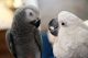African Grey Birds for sale in Los Angeles, CA, USA. price: $650