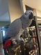 African Grey Birds for sale in 5718 Parkstone Drive, Matthews, NC 28104, USA. price: $2,500