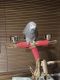 African Grey Birds for sale in Grand Blanc, MI 48439, USA. price: $5,500