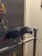 African Grey Birds for sale in Thorntown, IN 46071, USA. price: $2,500