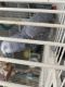 African Grey Birds for sale in Cave Creek, AZ 85331, USA. price: $1,000