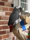 African Grey Birds for sale in Bear, DE, USA. price: $5,000