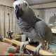 African Grey Birds for sale in Cleveland, OH, USA. price: $1,800