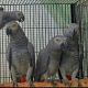 African Grey Birds for sale in Cleveland, OH, USA. price: NA