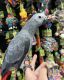 African Grey Birds for sale in Garfield Ave, Loveland, CO 80538, USA. price: NA
