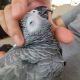 African Grey Birds for sale in Cleveland, OH, USA. price: NA