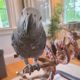 African Grey Birds for sale in Cleveland, OH, USA. price: $850