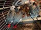 African Grey Birds for sale in Cleveland, OH, USA. price: $750