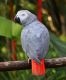 African Grey Birds for sale in Conneaut, OH 44030, USA. price: NA
