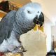 African Grey Birds for sale in California City, CA, USA. price: NA