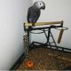 African Grey Birds for sale in Dallas, TX, USA. price: $4,000
