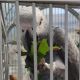 African Grey Birds for sale in Ohio City, OH 45874, USA. price: $1,500