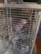 African Grey Birds for sale in Holland, MI 49423, USA. price: $800