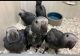 African Grey Birds for sale in Provo, UT, USA. price: $500