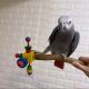 African Grey Birds for sale in Ohio Turnpike, Olmsted Falls, OH, USA. price: $1,500