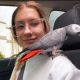African Grey Birds for sale in Findlay, OH 45840, USA. price: NA