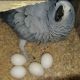 African Grey Birds for sale in Findlay, OH 45840, USA. price: NA