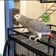 African Grey Birds for sale in Lima, OH, USA. price: NA