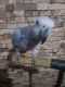 African Grey Birds for sale in Los Angeles, CA, USA. price: NA