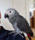 African Grey Birds for sale in United Kingdom Dr, Austin, TX 78748, USA. price: $450