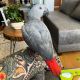 African Grey Birds for sale in United Kingdom Dr, Austin, TX 78748, USA. price: NA