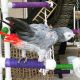 African Grey Birds for sale in S Carolina St, Avon Park, FL 33825, USA. price: NA