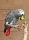 African Grey Birds for sale in New York, NY, USA. price: NA