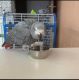 African Grey Birds for sale in Tennessee City, TN 37055, USA. price: NA