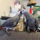 African Grey Birds for sale in Belton, TX, USA. price: $650