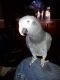 African Grey Birds for sale in Eaton, OH 45320, USA. price: NA