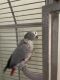 African Grey Birds for sale in Hampstead, MD 21074, USA. price: NA