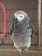 African Grey Birds for sale in Richmond, TX, USA. price: NA