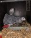African Grey Birds for sale in California City, CA, USA. price: $500