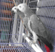 African Grey Birds for sale in SC-544, Myrtle Beach, SC, USA. price: $1,600