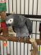 African Grey Birds for sale in West Palm Beach, FL, USA. price: $3,500