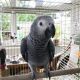 African Grey Birds for sale in Southeastern Ave, Hammond, IN 46324, USA. price: NA