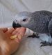 African Grey Birds for sale in Southeastern Ave, Hammond, IN 46324, USA. price: $500