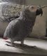 African Grey Birds for sale in United Kingdom Dr, Austin, TX 78748, USA. price: $800