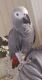 African Grey Birds for sale in Medina, OH 44256, USA. price: NA