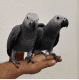 African Grey Birds for sale in United Kingdom Dr, Austin, TX 78748, USA. price: $600