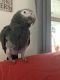 African Grey Birds for sale in Jeffersonville, IN, USA. price: $2,000
