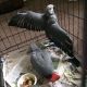 African Grey Birds for sale in Provo, UT, USA. price: $700